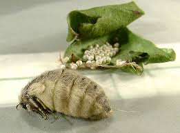 Attēlu rezultāti vaicājumam “Orgyia antiqua”