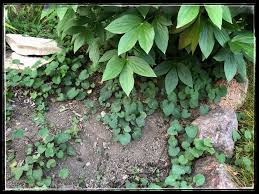 Attēlu rezultāti vaicājumam “Campanula rapunculoides leaf”