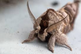 Attēlu rezultāti vaicājumam “Clostera pigra”