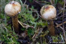 Attēlu rezultāti vaicājumam “Tulostoma fimbriatum”