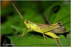 Attēlu rezultāti vaicājumam “Chrysochraon dispar”