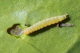 Attēlu rezultāti vaicājumam “Plutella xylostella”