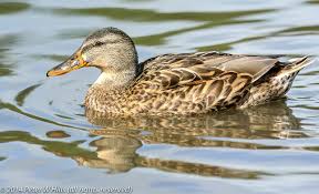 Attēlu rezultāti vaicājumam “Anas platyrhynchos”