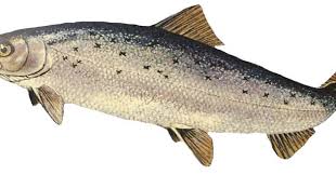 Image result for Salmo ciscaucasicus