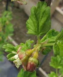 Attēlu rezultāti vaicājumam “Ribes uva-crispa flower”