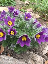 Image result for Pulsatilla