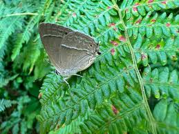 Attēlu rezultāti vaicājumam “Favonius quercus”