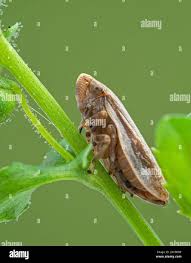 Attēlu rezultāti vaicājumam “Cicadellidae”