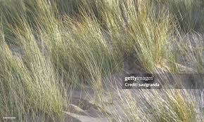 Attēlu rezultāti vaicājumam “Ammophila arenaria”