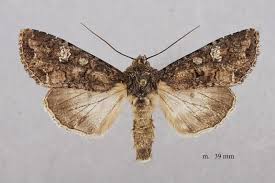 Attēlu rezultāti vaicājumam “Mamestra brassicae exuvia”