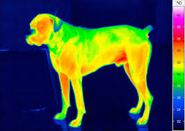 Image result for thermographie-aufnahmen