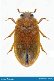 Attēlu rezultāti vaicājumam “Byturus ochraceus”