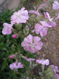 Attēlu rezultāti vaicājumam “Saussurea esthonica flower”