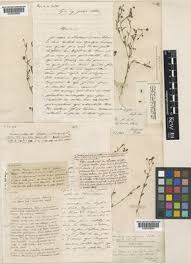 Attēlu rezultāti vaicājumam “Microrrhinum minus leaf”