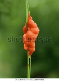 Attēlu rezultāti vaicājumam “Lignydium muscorum”