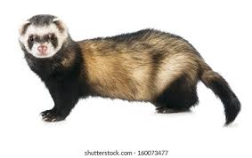 Attēlu rezultāti vaicājumam “Mustela putorius”