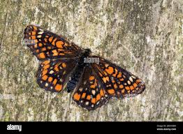 Attēlu rezultāti vaicājumam “Euphydryas maturna upperside”