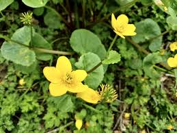 Attēlu rezultāti vaicājumam “Caltha palustris leaf”