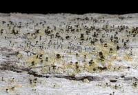 Attēlu rezultāti vaicājumam “Chaenotheca gracilenta”