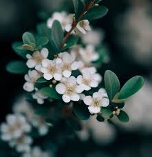Attēlu rezultāti vaicājumam “Cotoneaster multiflorus fruit”