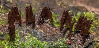 Attēlu rezultāti vaicājumam “Stemonitis fusca spores”