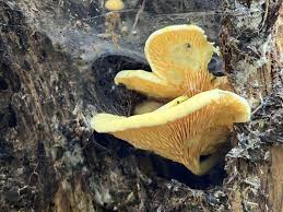 Attēlu rezultāti vaicājumam “Hygrophoropsis aurantiaca”