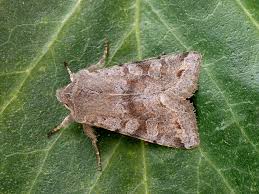 Attēlu rezultāti vaicājumam “Orthosia incerta”