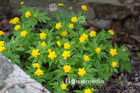 Attēlu rezultāti vaicājumam “Anemone ranunculoides flower”