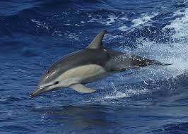 Image result for Delphinus delphis