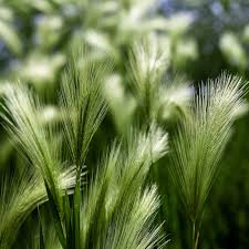 Attēlu rezultāti vaicājumam “Hordeum jubatum”