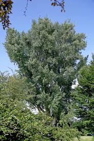 Attēlu rezultāti vaicājumam “Populus alba Nivea”