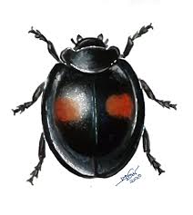 Attēlu rezultāti vaicājumam “Chilocorus renipustulatus”