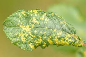 Attēlu rezultāti vaicājumam “Melampsora epitea”