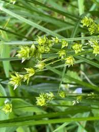 Attēlu rezultāti vaicājumam “Carex dioica male flower”