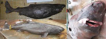 Image result for Somniosus pacificus