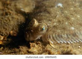 Image result for Microstomus kitt