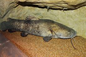 Image result for Pylodictis olivaris