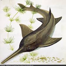 Image result for Pristis pristis