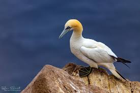 Image result for Morus bassanus