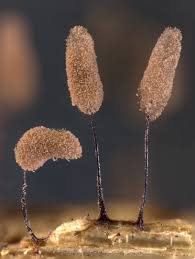 Attēlu rezultāti vaicājumam “Comatricha tenerrima macro”