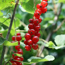 Bildergebnis für rote johannisbeeren
