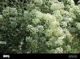 Attēlu rezultāti vaicājumam “Cnidium dubium leaf”