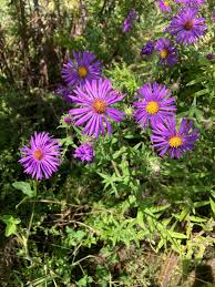 Attēlu rezultāti vaicājumam “Symphyotrichum novae-angliae flower”