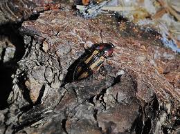 Attēlu rezultāti vaicājumam “Selatosomus cruciatus”