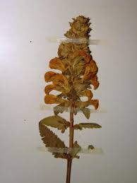 Attēlu rezultāti vaicājumam “Pedicularis palustris fruit”