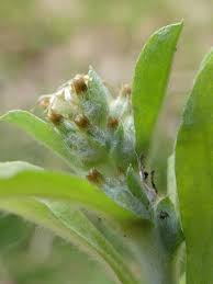 Attēlu rezultāti vaicājumam “Gnaphalium sylvaticum bud”