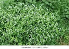 Attēlu rezultāti vaicājumam “Stellaria nemorum bud”