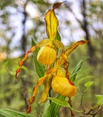 Attēlu rezultāti vaicājumam “Carex dioica male flower”