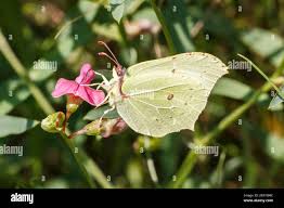 Attēlu rezultāti vaicājumam “Gonepteryx rhamni female”