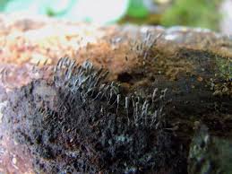 Attēlu rezultāti vaicājumam “Stemonitopsis hyperopta”